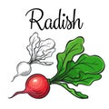 Radish vector drawing icon