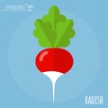 Radish vector icon