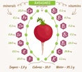 Radish vector infographics.