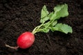 Radish vegetable Royalty Free Stock Photo
