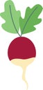 Radish Vegetable Icon