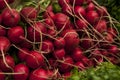 radish vegetable for preparing salads and dishes healthy and wholesome food including for vegatarian. Royalty Free Stock Photo