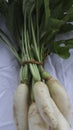 radish On a white background Royalty Free Stock Photo