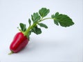 Radish on white background. Ai Generated Royalty Free Stock Photo
