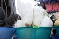 Radish white on the counter for sale Royalty Free Stock Photo