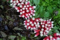 Radishes Royalty Free Stock Photo