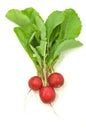 Radishes Royalty Free Stock Photo