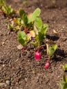 Radishes