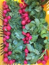 Radishes in crate for wholesale trade of vegetables at a farmers market