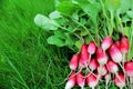 Radishes