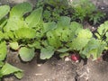 Radishes grow in the garden. Close-up of an eco-friendly red radish growing on a bed in natural conditions. Selective focus. The Royalty Free Stock Photo