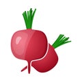 Radishes Icon