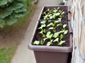 Radishes planted in plastic box hang on balcony railing from outside Royalty Free Stock Photo