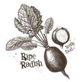 Radishes, radish vector logo design template