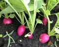 Radishes radishes grown in garden soil