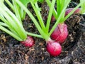 Radishes, Raphanus sativus, growing in soil Royalty Free Stock Photo