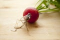 Radishes with root