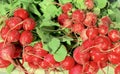 Radishes for Sale at Farmer`s Market Royalty Free Stock Photo