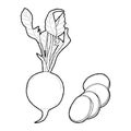 Radishes Vector Illustration Hand Drawn Vegetable Cartoon Art