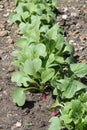 Radishes in a vegetable garden