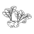 Radishes vegetables food cartoon in black and white