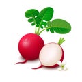 Radishes on white background