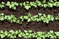 Radishes (young plants) growing in rows in soil substrate Royalty Free Stock Photo