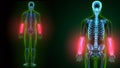 3d illustration of human skeleton ulna and radius bone Royalty Free Stock Photo