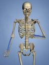 Radius, Human Skeleton, 3D Model