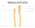 Radius and Ulna bone