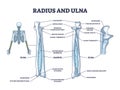 Radius and ulna bone anatomy with arm skeletal structure outline diagram