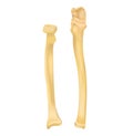 Radius and ulna bone Royalty Free Stock Photo