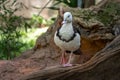 Radjah Shelduck - Waterfowl Royalty Free Stock Photo