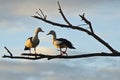 Radjah shelducks on a tree in Kimberley Royalty Free Stock Photo