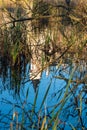 Radun castle mirroring on Zamecky rybnik pond waterline in Czech republic