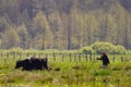 Radzilow, Podlaskie province / Poland - 2005/06/16: Cattle grazing on grassy wetlands meadows at the Biebrza River wildlife