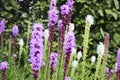 Rae Fort Smith District flowers pink liatris