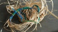 Raffia for Aboriginal weaving Royalty Free Stock Photo