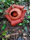A rafflesia arnoldi flower growing in a tropical forest in bloom. Royalty Free Stock Photo