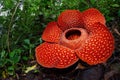 The Biggest Flower in the world Rafflesia Arnoldii