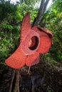 Rafflesia Arnoldii, the biggest and rare flower in the world.