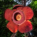 Rafflesia Arnoldii, the biggest and rare flower in the world.