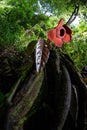 Rafflesia Arnoldii, the biggest and rare flower in the world.