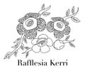 Rafflesia arnoldii or corpse flower,the biggest flower,vector illustration.