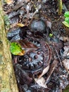 A rafflesia arnoldii flower that has rotted on the ground and beside it is its unopened bud. Royalty Free Stock Photo