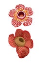 The Rafflesia arnoldii flower is red with white spots issolated on white Royalty Free Stock Photo