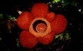 Rafflesia Bengkulu redflowers bigflower tourism