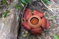 The Rafflesia, biggest flower