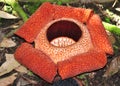 Rafflesia, the biggest flower in the world Royalty Free Stock Photo