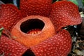 Rafflesia, the biggest flower in the world